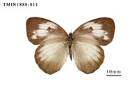 藏品(異粉蝶)的圖片